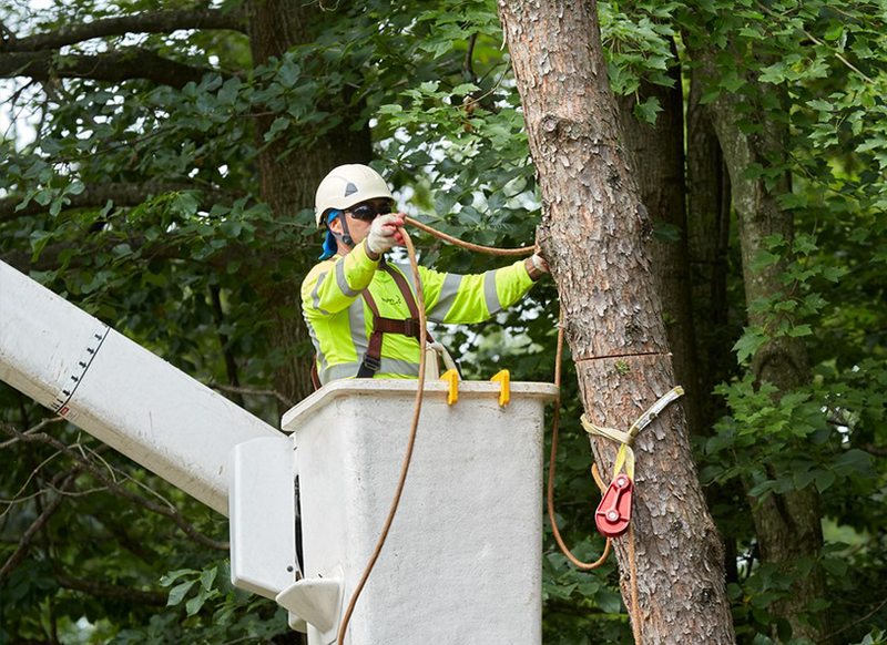 Why You Need A Certified Arborist Beware Of Unlicensed Tree Care